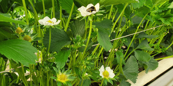 Gewächshaus Blüten