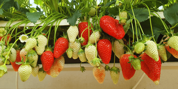 Gewächshaus Erdbeeren