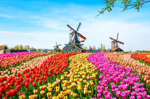 Holländische  Auktion Tulpenfeld Holland